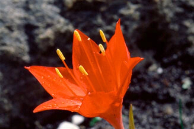 Celebrating 40 Years of Plant Conservation in the Southern Overberg